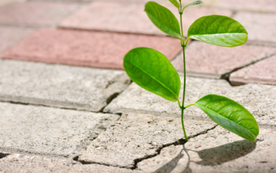 Overcoming The Top 5 Mentor Challenges